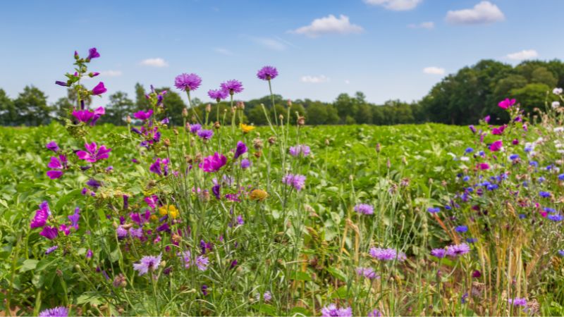 The government has announced that it will draft guidance on the Biodiversity Net Gain rules that are set to come into effect in January 2024.