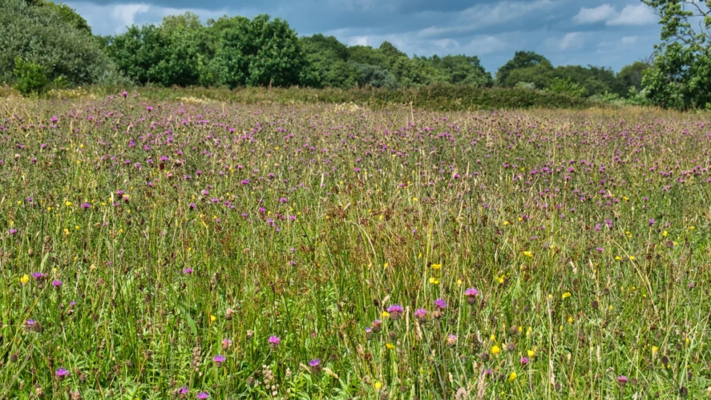 The government has launched a new paper aimed at tackling nutrient neutrality and helping developers meet their environmental obligations.
