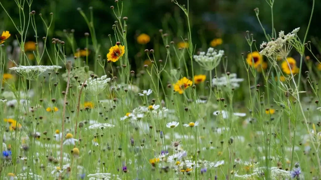Over 40 housebuilders, investment firms and environmental groups have called on the government to champion Biodiversity Net Gain.